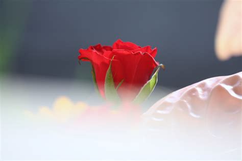 Gambar Mekar Menanam Kabut Daun Bunga Bunga Cinta Segar