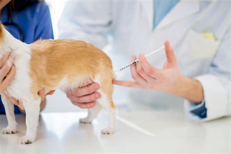 Humans get rabies when they are bitten or scratched by infected animals. Rabies Vaccine And The Law