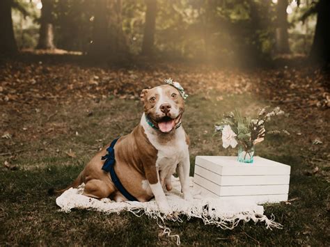 How Long A Dogs Pregnant For A Pit Bull