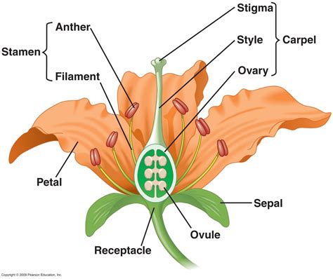 Mapa Conceptual Plantas Angiospermas Porn Sex Picture