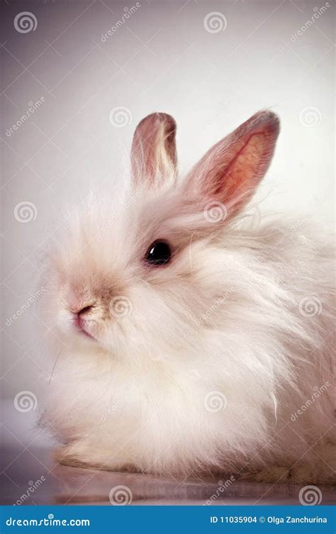 White Fluffy Rabbit Stock Images Image 11035904
