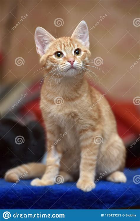 Cute Ginger Kitten Portrait Stock Image Image Of Eyes Domestic