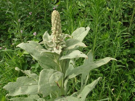 How To Identify And Use The Common Mullein For Natural Uses And
