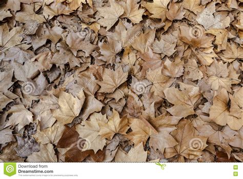 Seamless textures 2048x2048 resolution available to download. Autumn Leaves Background Texture. Maple Leaf Type Stock ...