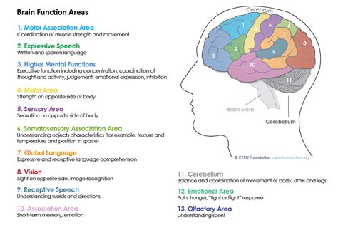 Parts Of The Brain Where Headaches Occur Human Anatomy