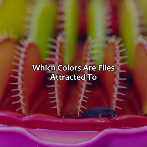 What Color Are Flies Attracted To