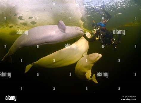 Scuba Diver With Belugas Swim Under Ice White Whale Delphinapterus Leucas White Sea North