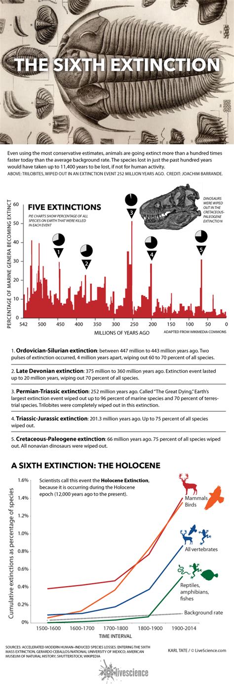The New Dying How Human Caused Extinction Affects The Planet Infographic Live Science