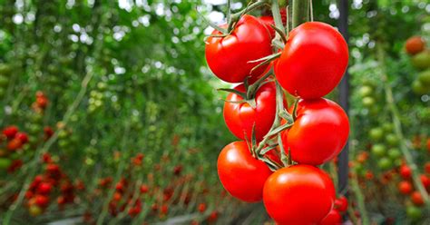 How To Grow Tomatoes Indoors Enjoy Tomatoes All Year Round