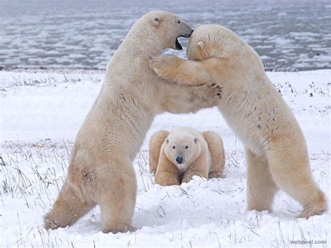 Polar Bears Playing Photography Preview