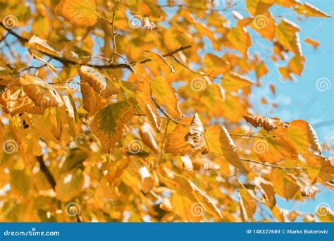 Yellow Autumn Leaves Against Blue Sky Stock Image Image Of Park Fall
