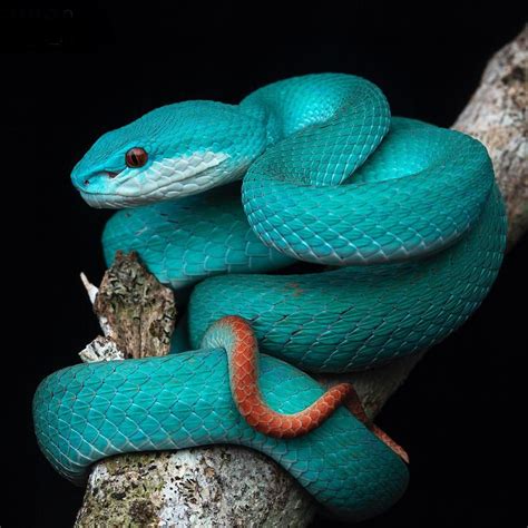 Cant Get Bored About The Blue Form Of The Lesser Sunda Pit Viper