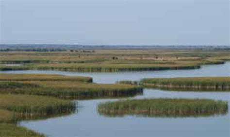 11 Wetlands In Larger River Floodplains Represent Areas With