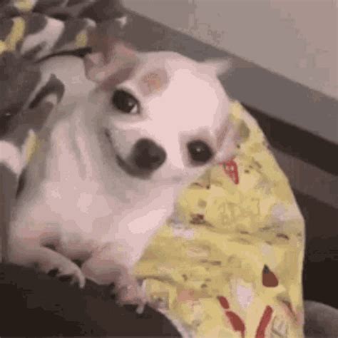 Smiley Chihuahua Gif Smiley Chihuahua Funny Discover Share Gifs
