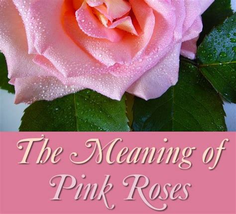 The Symbolism And Meaning Of Pink Roses Pink Rose Flower Flower
