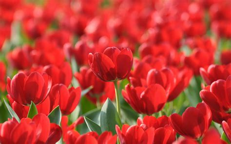 Hd Red Tulips Flowers Hd Wallpaper Rare Gallery