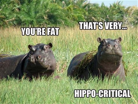 Funny Hippos Dump A Day