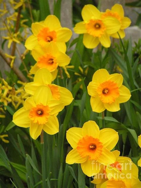 True Signs Of Spring Daffodils Spring Sign Original Greeting Card