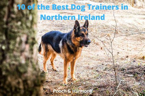 10 Leading Dog Trainers In Northern Ireland Pooch And Harmony