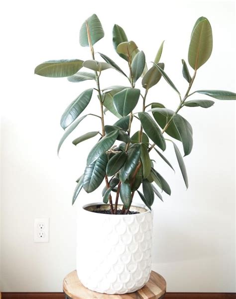 How To Prune A Rubber Plant Ficus Elastica Smart Garden Guide