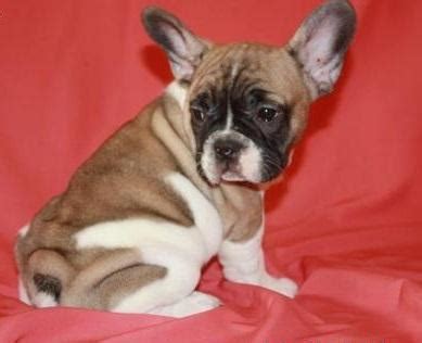 A ban on bullbaiting put most of the bulldogs in england out of work. Cute french bulldog for Sale in San Antonio, Texas ...