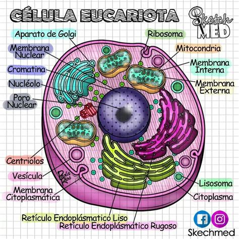 Celula Eucariota Dibujos De Celulas Eucariota Enseñanza Biología