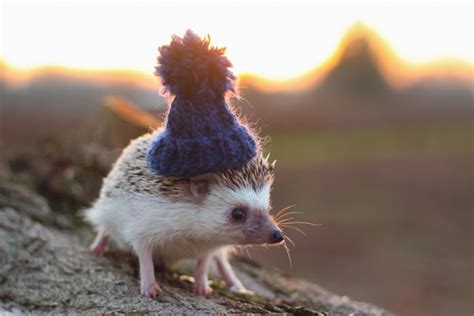 This Hedgehog Day Treat Yourself With 15 Pictures Of Hedgehogs With