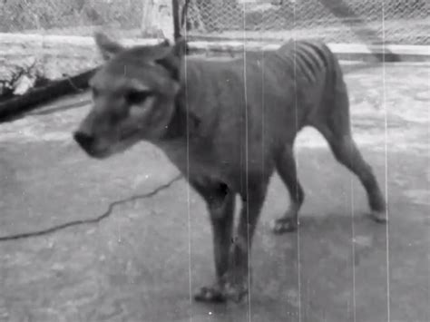 Last Known Video Of Tasmanian Tiger From 1935 Released The