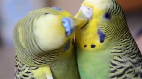 Parakeets Kissing Youtube