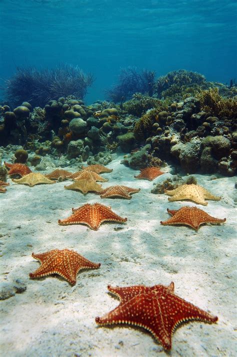 Seven Facts On Sea Stars
