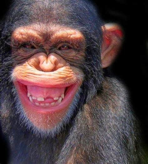 Pin By Mary Coln On Monos Gorillas Laughing Animals Monkeys Funny