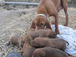 You can browse thru list of redbone coonhound breeders or consider adopting redbone coonhound dog. Redbone Coonhound puppies for sale