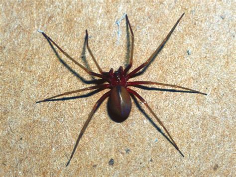 Whats The Most Poisonous Spiders In The World Pest Aid