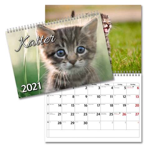 Väggkalender Katter Small 2021 Köp Almanacka Online Specialbutik