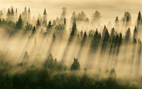 Morning Forest Fog Wallpapers 2880x1800 653200