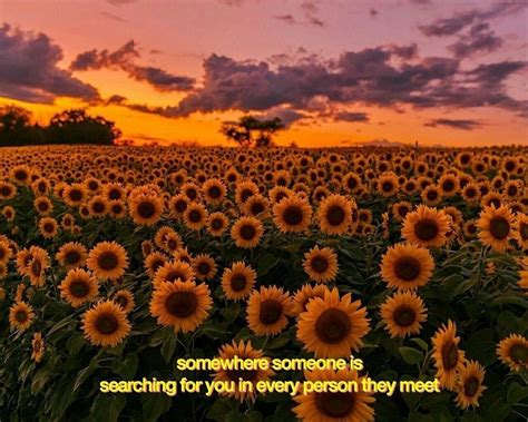 Aesthetic Quote Sunflower Daily Quotes