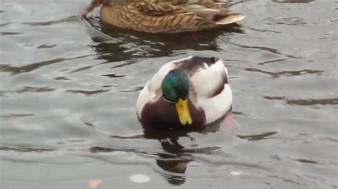 Ducks In First Snow Of 2018 Youtube