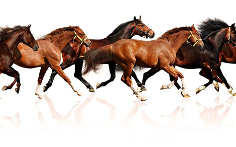 1680x1050 Horses Herd Run Many Wallpaper  Animal