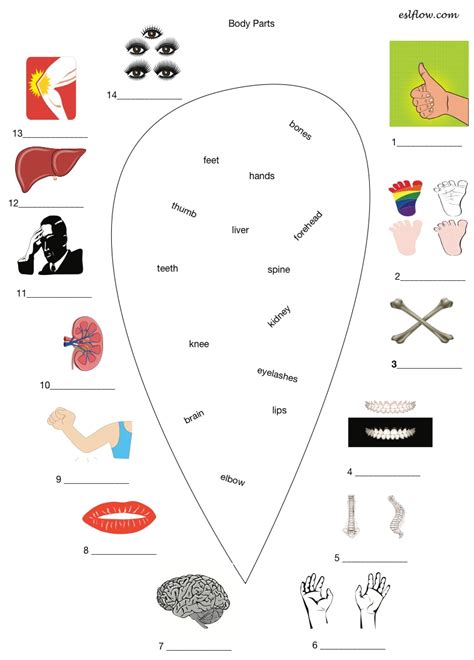 Some of the worksheets displayed are body parts, name parts of the body, lesson parts of the body, parts of human body matching match the, clothes and body parts match the, students work. Body-parts-worksheet - Eslflow