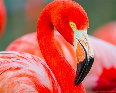 Flamingo 2 - Dennis Goodman Photography & Printing