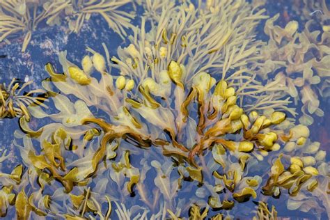 22 Seaweed Facts To Know In 2022 — Kvaroy Arctic