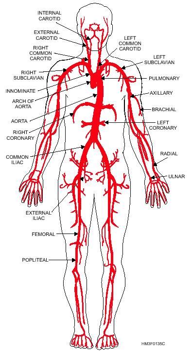 This is an online quiz called major blood vessels of the human body. Venous System