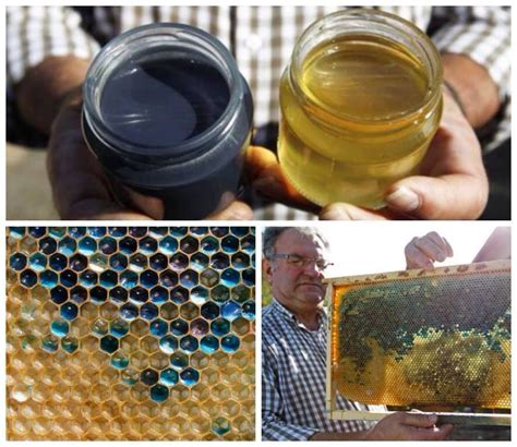 Bees Make Thick Blue Honey By Feeding At A Nearby Mandms Plant Just 4km