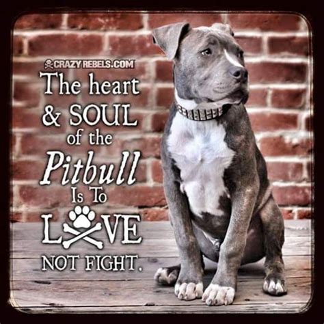 Pin By Moon Wolfsong On For The Love Of Pit Bulls Pitbulls Pitbull