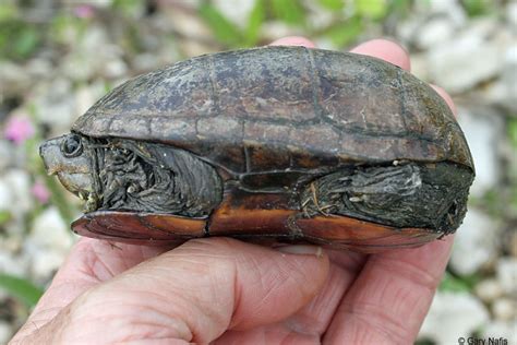 Mississippi Mud Turtle Kinosternon Subrubrum Hippocrepis