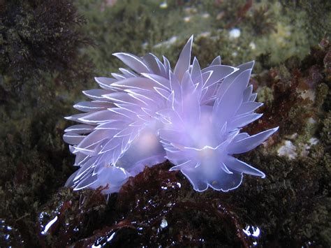 Wujudnya Imut Dan Warna Cantik 20 Jenis Siput Laut Ini Bikin Siapapun