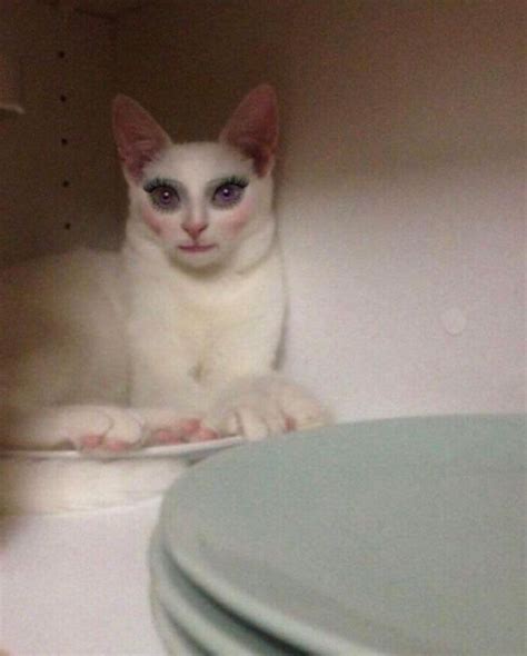 A White Cat With Blue Eyes Is Sitting In A Cabinet Next To Plates And Bowls