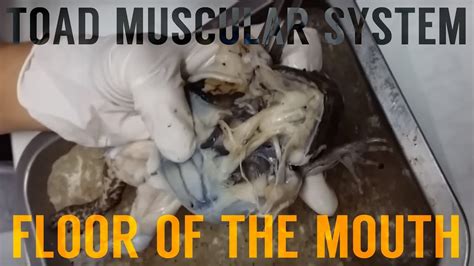Toad Muscular System Mouth Floor Youtube