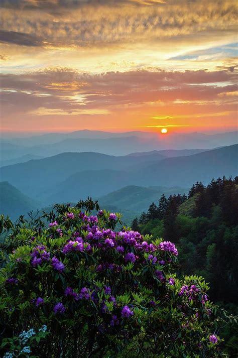 Blue Ridge Parkway Asheville Nc Rhododendron Sunset Scenic A Scene That