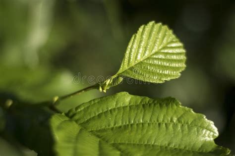 The Elm Leaves Close Up In The Forest Stock Photo Image Of Season